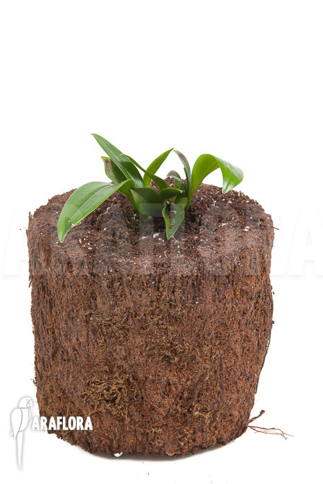 Pleurothallis renieana ‘M’