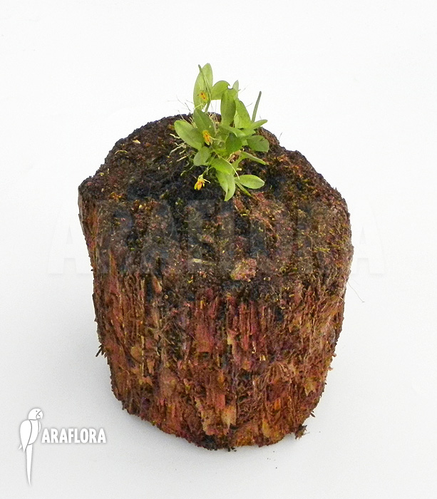 Pleurothallis rubella