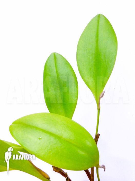 Pleurothallis tuerckheimii