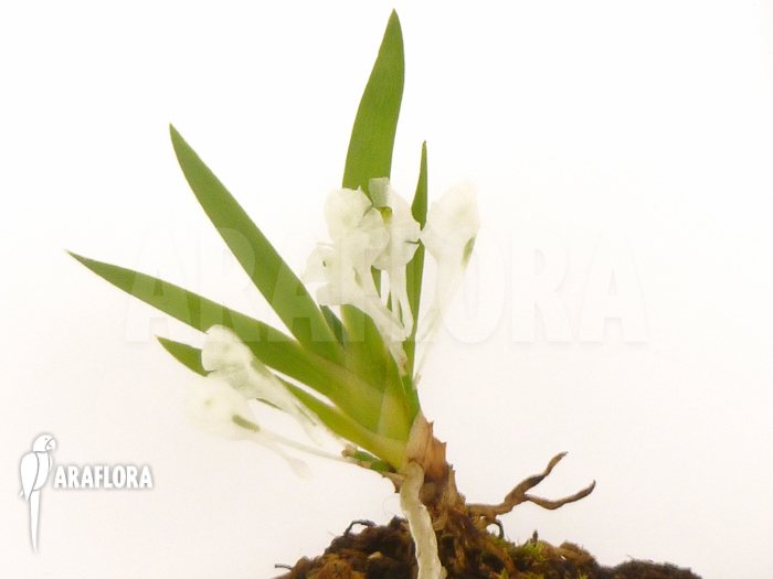 Podangis dactyloceras