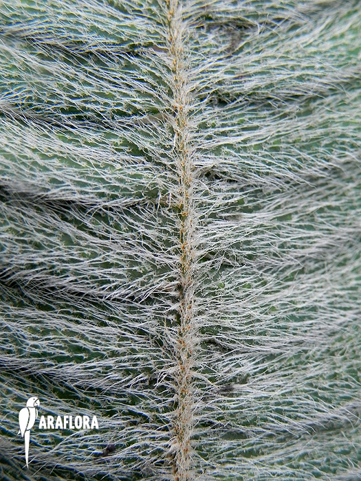 Polypodium bombycinuma