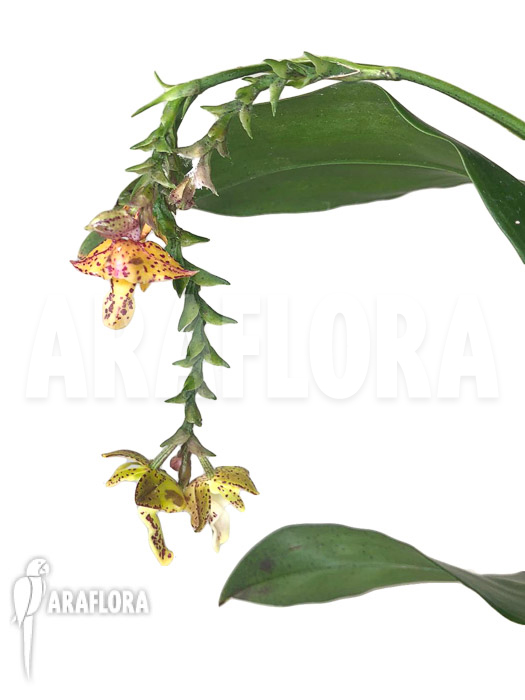 Polystachya-maculata-4