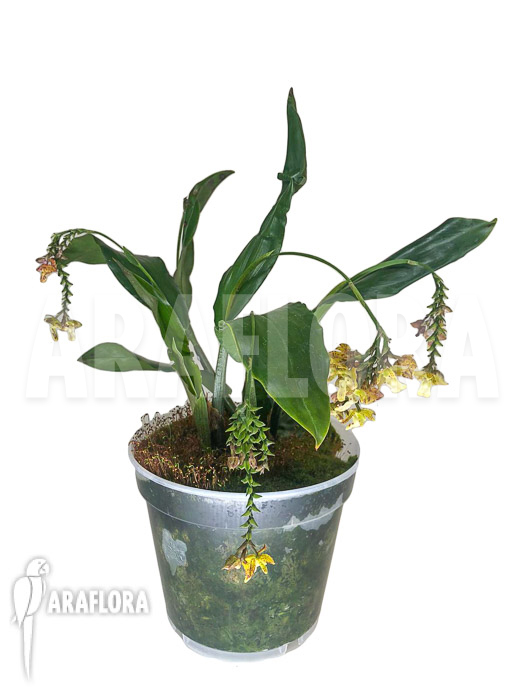 Polystachya-maculata-5