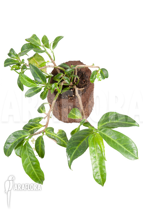 Procris insularis (Mt Combani)