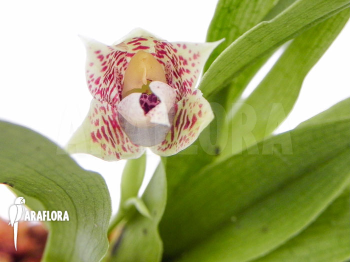 Promenaea rollisonii