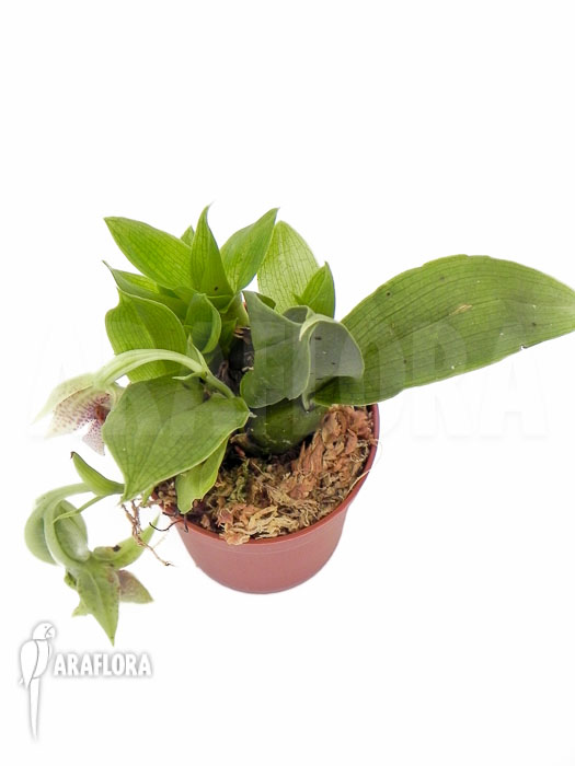 Promenaea rollisonii