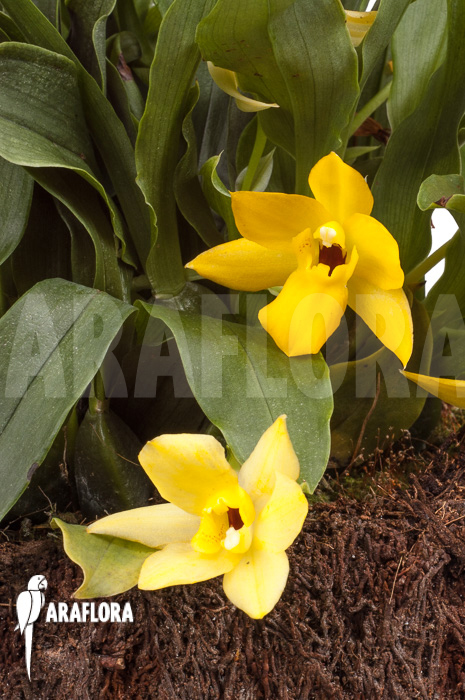 Promenaea x ‘Sunlight’ XL