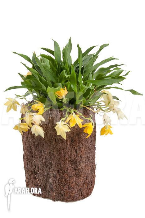 Promenaea x ‘Sunlight’ XL