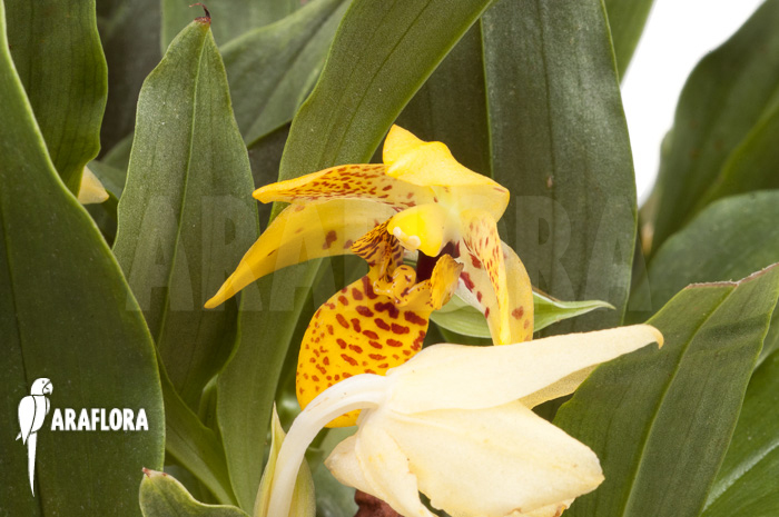 Promenaea x ‘Sunlight’ XL