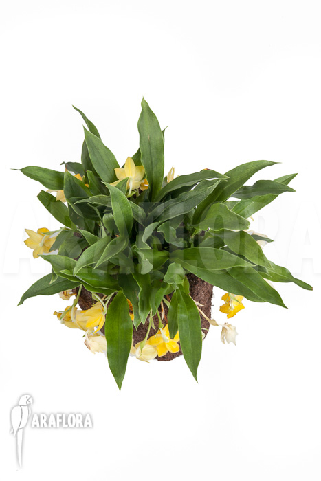 Promenaea x ‘Sunlight’ XL