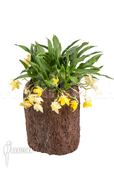 Promenaea x ‘Sunlight’ XL