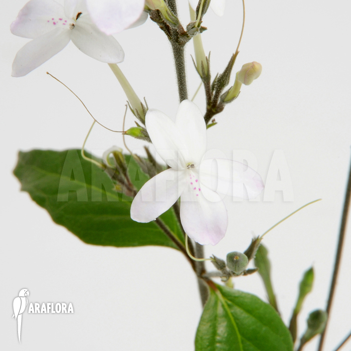Pseuderanthemum variabile ‘S’