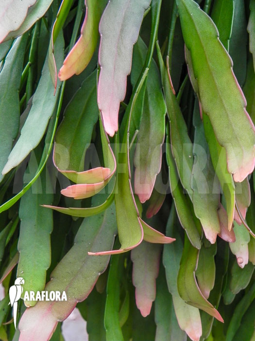 Pseudorhipsalis ramulosa ‘Red Coral’