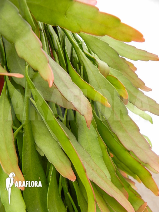 Pseudorhipsalis ramulosa ‘Red Coral’