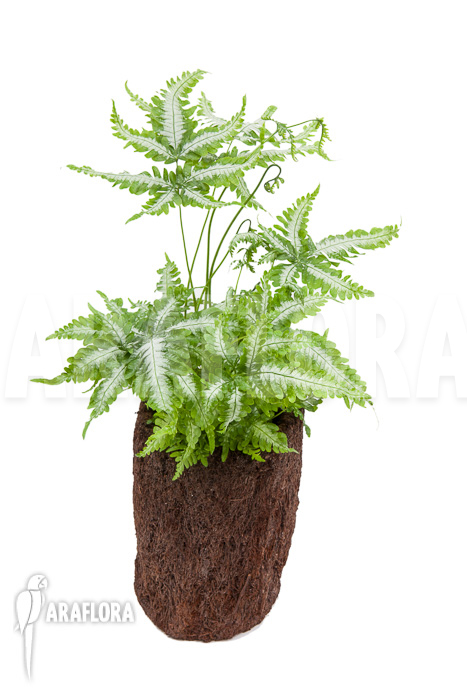 Pteris-argyraea-Silver-Brake-2