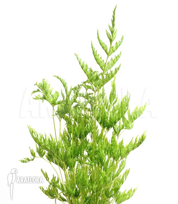 Pteris dentata ‘Stramina’