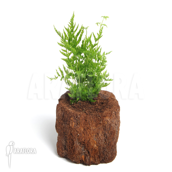 Pteris dentata ‘Stramina’