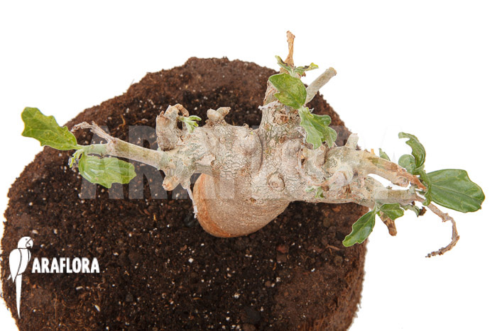 Pterodiscus makatiniensis