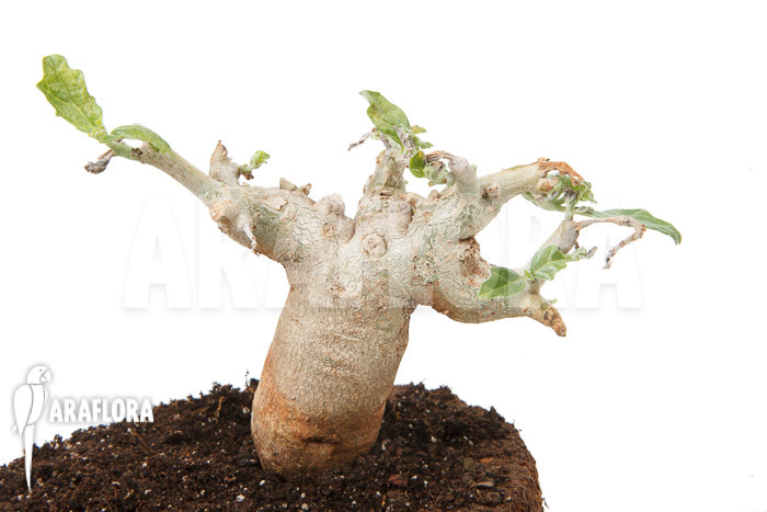 Pterodiscus makatiniensis