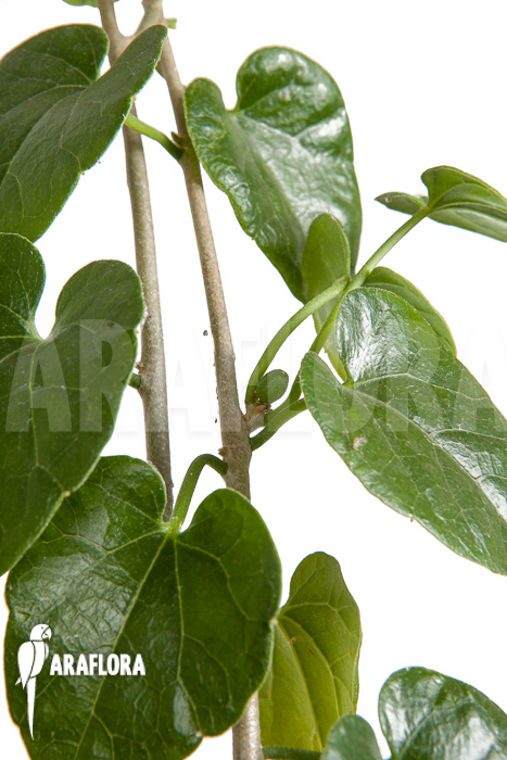 Pyrenacantha malvifolia ‘L’