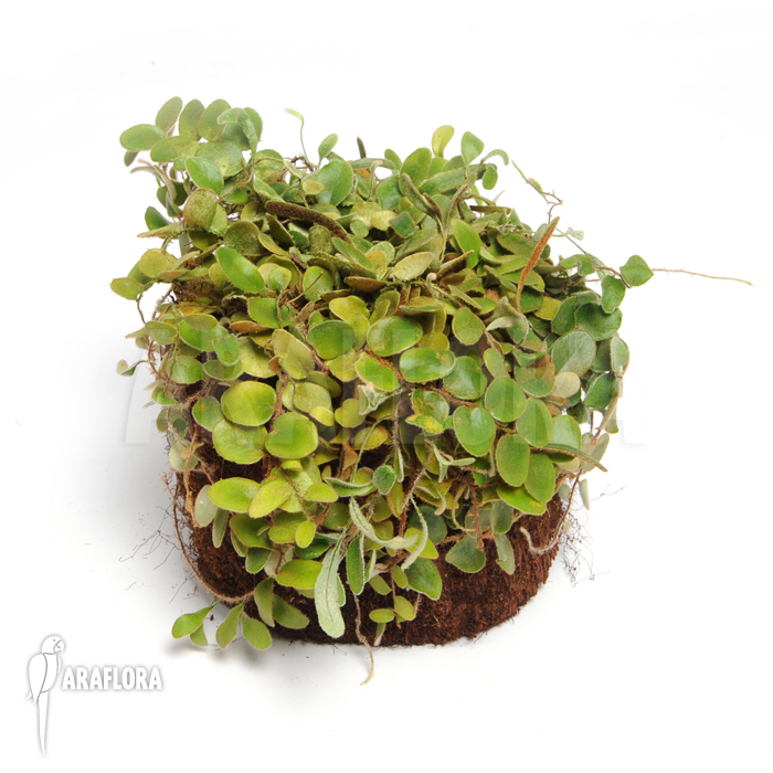 Pyrrosia nummularifolia