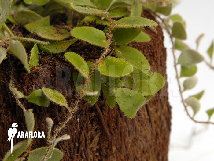 Pyrrosia nummularifolia