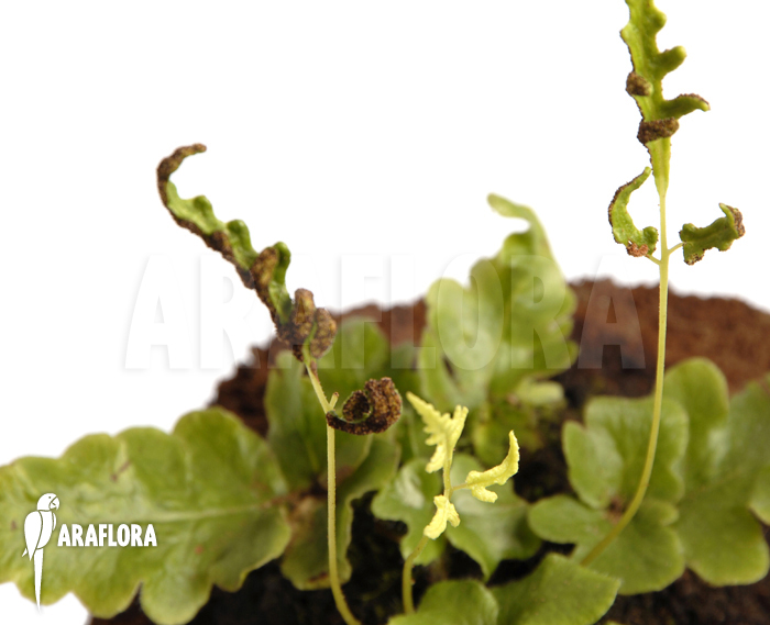 Quercifilix zeylanica ‘Tectaria zeylanica’