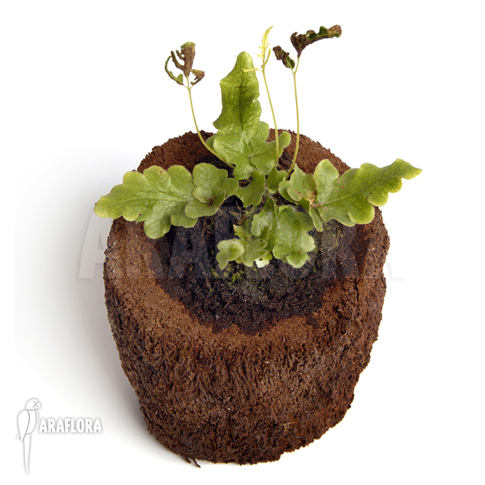 Quercifilix zeylanica ‘Tectaria zeylanica’