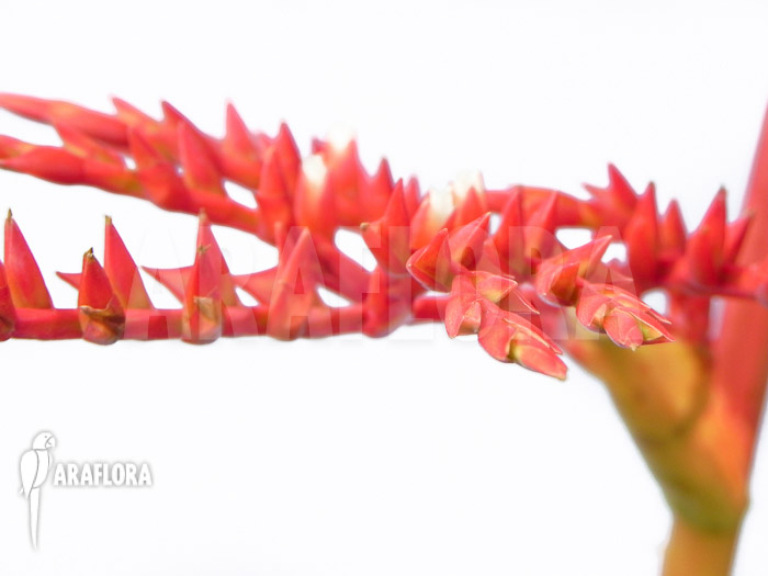 Racinaea fraseri flower detail
