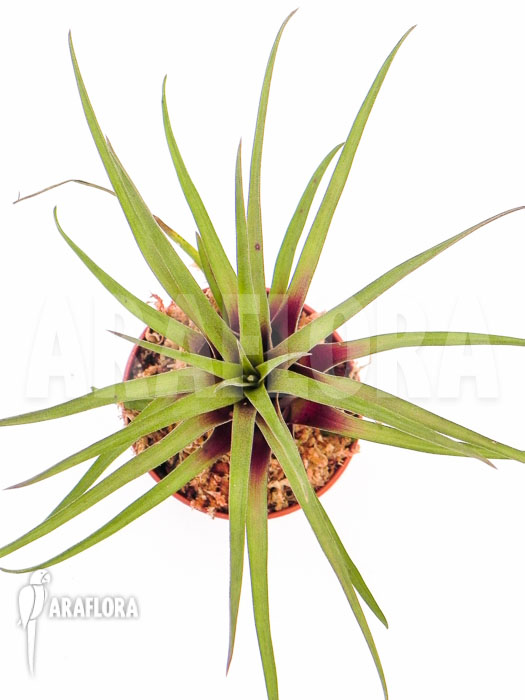 Racinaea schumanniana