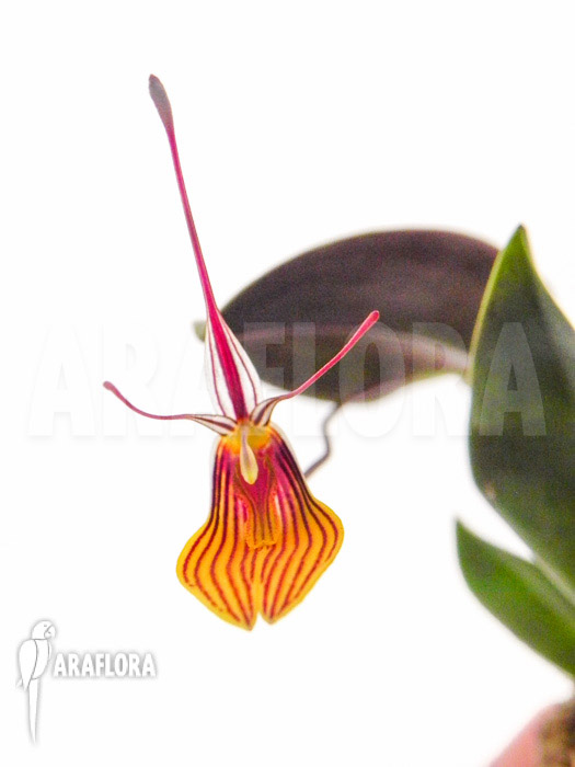 Restrepia brachypus