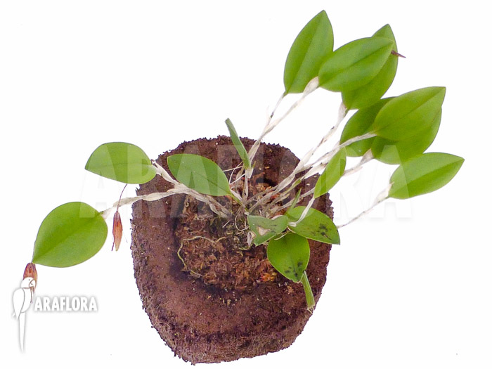 Restrepia trichoglossa