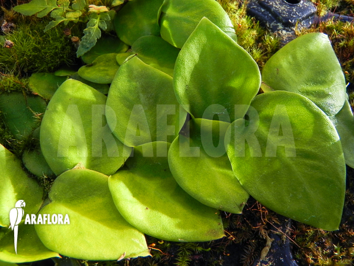 Rhaphidophora celatocaulis