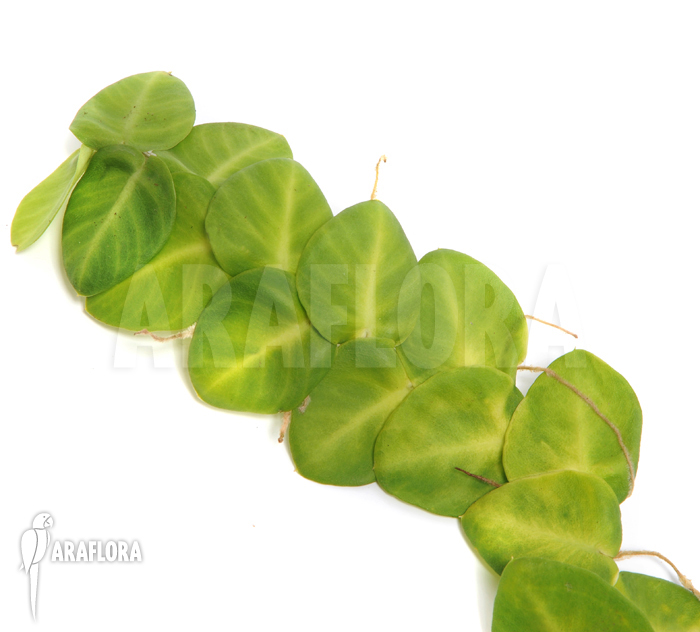 Rhaphidophora species a