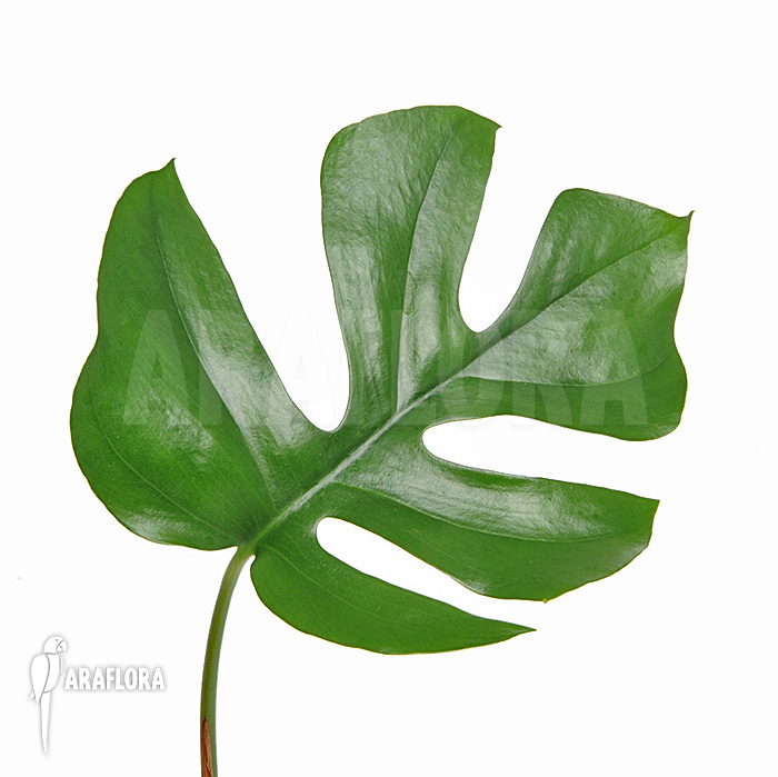 Rhaphidophora tetrasperma ‘L’