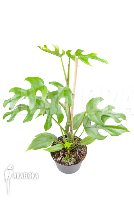 Rhaphidophora tetrasperma ‘M’