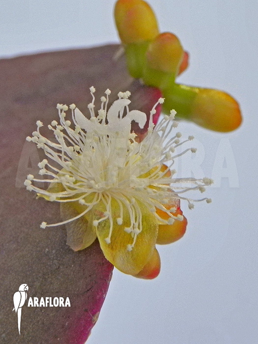 Rhipsalis pachyptera