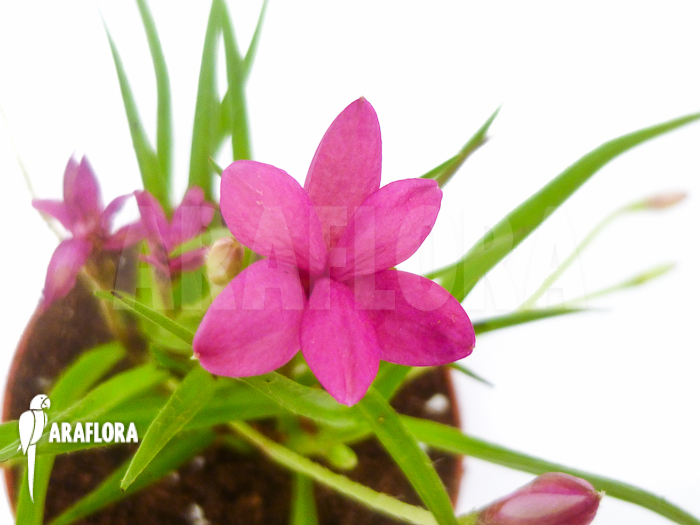 Rhodohypoxis baurii var baurii