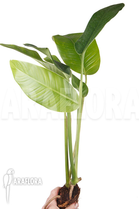 Rhodospatha latifolia ‘L’