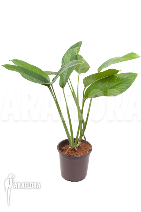 Rhodospatha latifolia ‘XL’