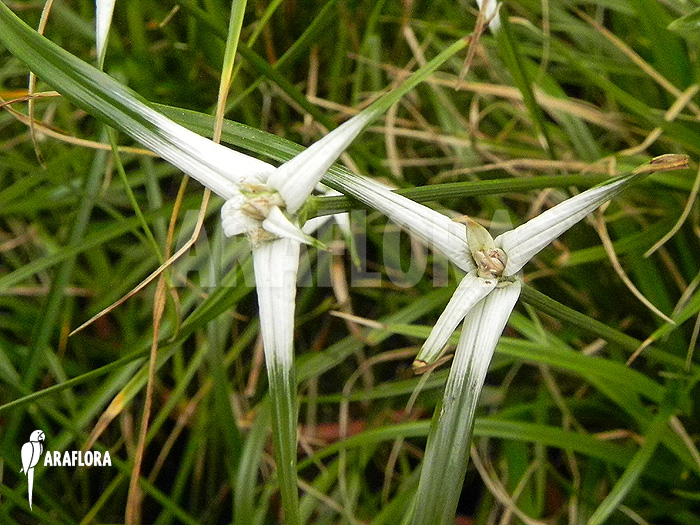 Rhynchospora colorata Detail