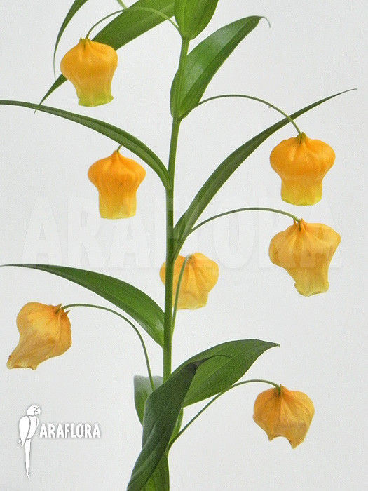 Sandersonia aurantiaca