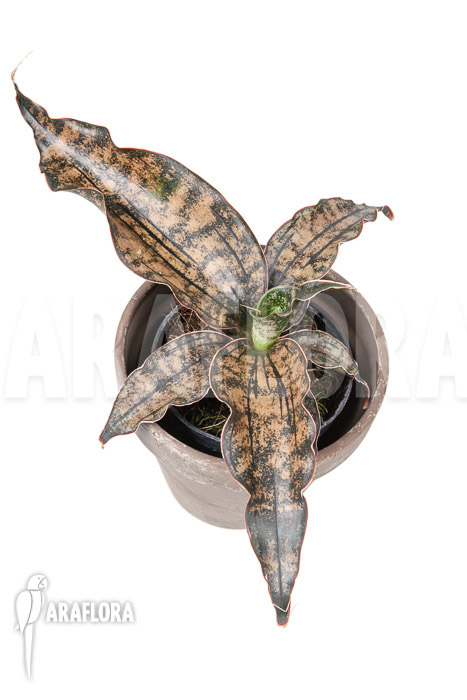 Sanseveria pulchra “S”