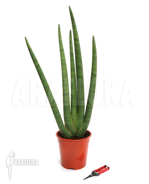 Sansevieria cylindrica var. patula ‘Spaghetti’