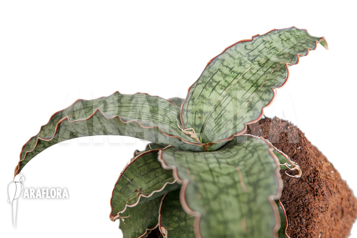 Sansevieria kirkii ‘Silver Blue’