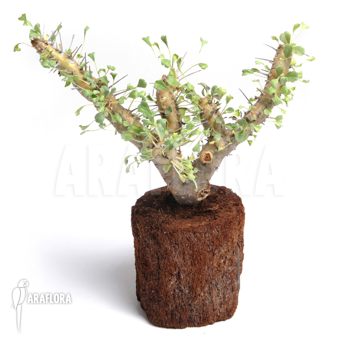 Sarcocaulon crassicaule