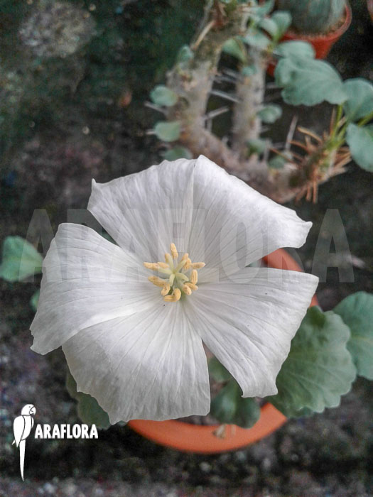Sarcocaulon crassicaule flower