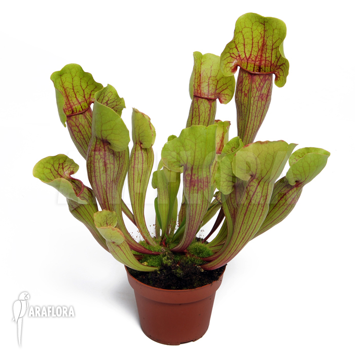 Field with Sarracenia cv ‘Vogel’