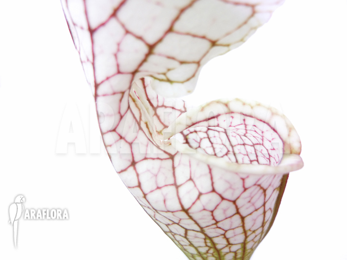 Sarracenia leucophylla ‘Big head’