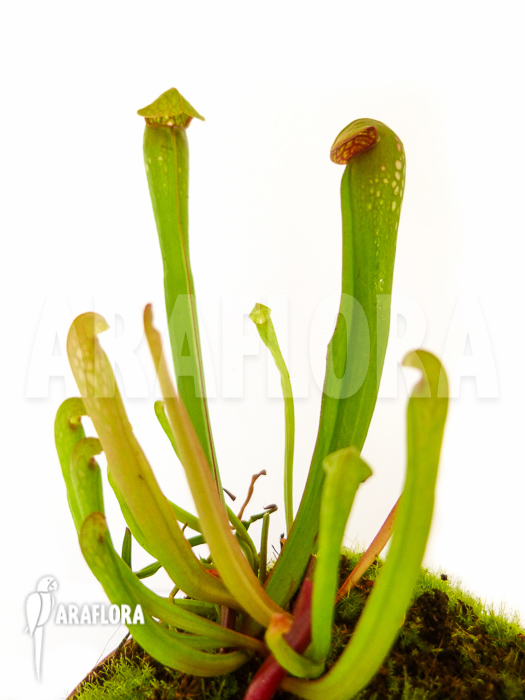 Sarracenia minor ‘Var. Okefenokeensis’